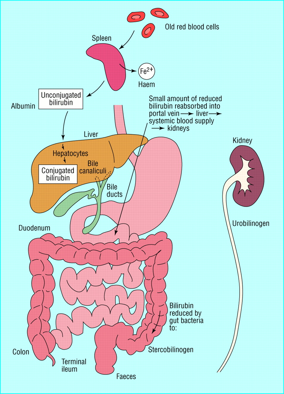 Causes Of Bile Duct Cancer Image