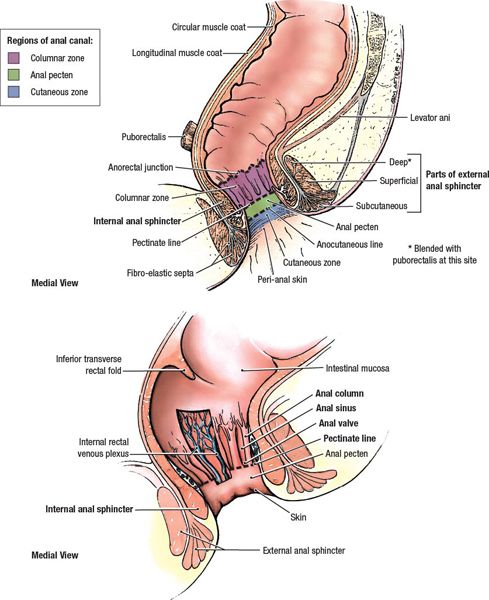 Causes Of Anal Cancer Image
