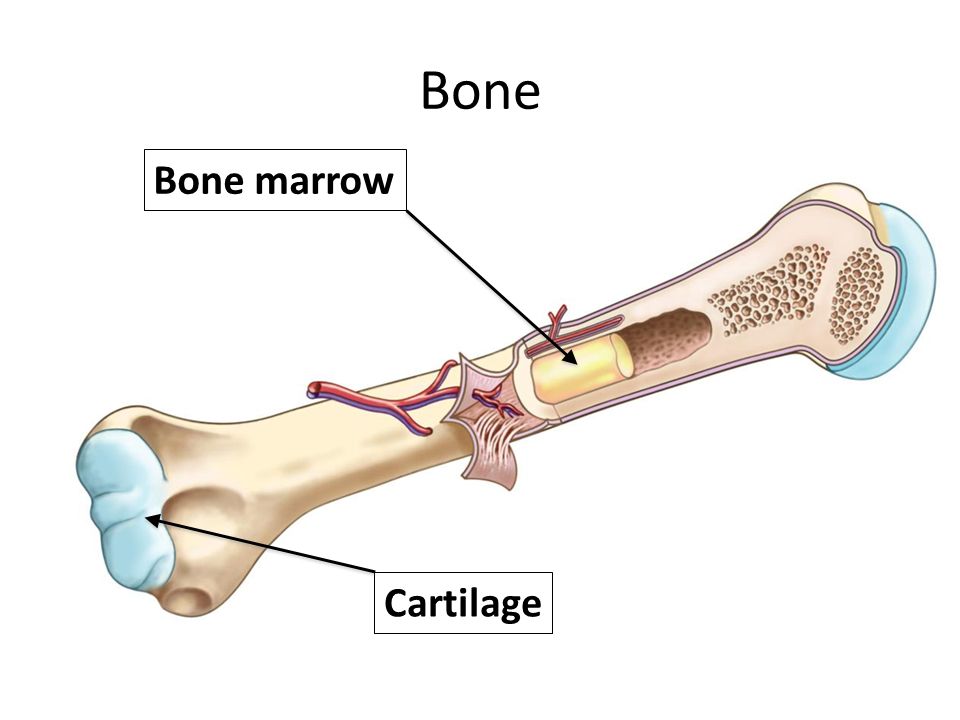 Bone Marrow diagnosis